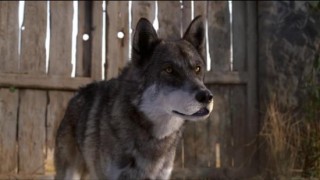 wolf buddies air disney wikia clarke michael duncan background information dvd wiki