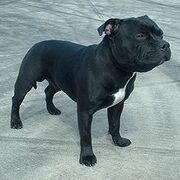 220px-Staffordshire Bull Terrier 600