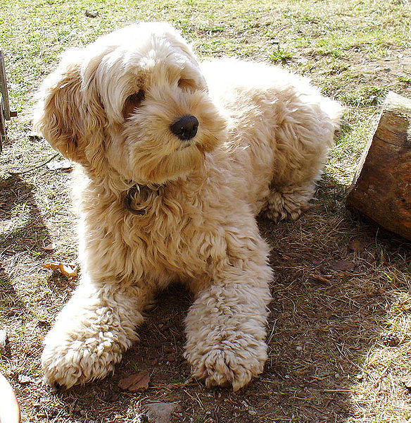 cockadoodle puppies cockapoo wiki fandom powered by wikia cockadoodle puppies cockapoo wiki fandom powered by wikia