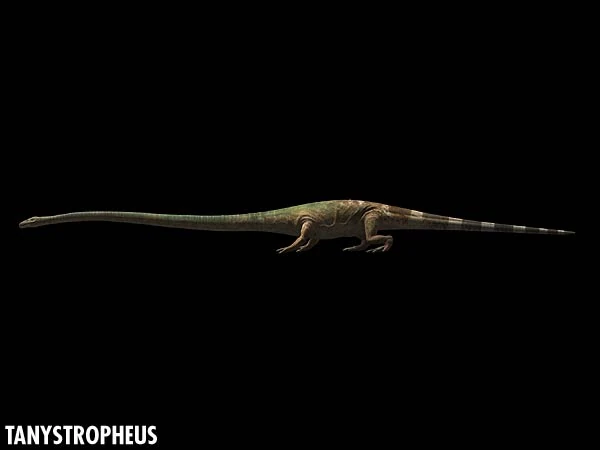 Tanystropheus.jpg