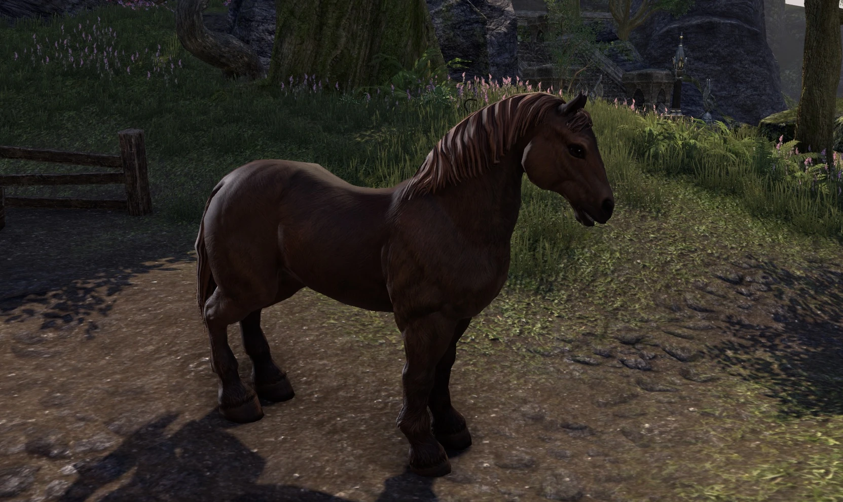 Sorrel Horse Elder Scrolls Fandom powered by Wikia