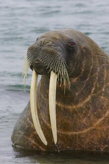 HailWalrus!