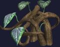Wild vine (Visible).jpg