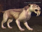 A tenacious sabertooth