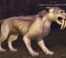 A tenacious sabertooth