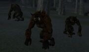 Kobold2