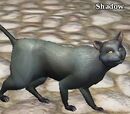 Shadow (East Freeport)