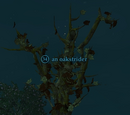 An oakstrider