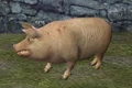 A pig (Thundering Steppes).jpg