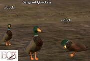 Sergeant Quackers