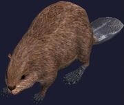 A magical mini beaver plushie display