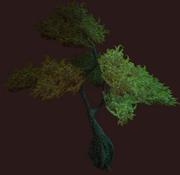 Golden Vesspyr Willow (Placed)
