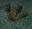 Scalerot Cure