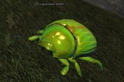 Grassland beetle