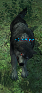 A rabid pup
