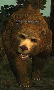 A woodland bear