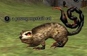 A young mystail rat