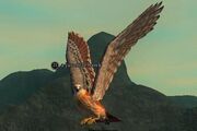 Juvenile hawk