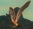 A juvenile hawk
