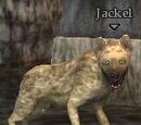 Jackel
