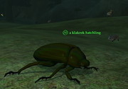 A klakrok hatchling