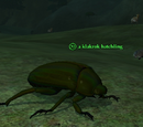 A klakrok hatchling