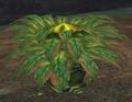 Race carnivorous plant.jpg
