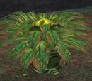 A lashing petalcreeper
