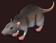 Rat Plushie (Visible)