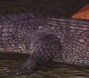An irate caiman