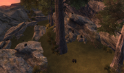 Scar Pines