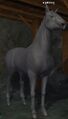 A gelding.jpg