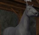 A gelding