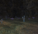 Greybloom Farm