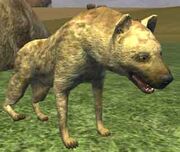 Race hyena