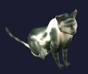Race cat