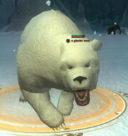 A glacier bear