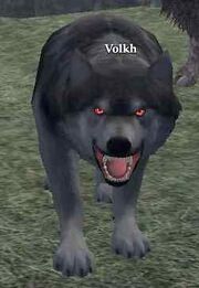 Volkh