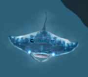 An icewing ray