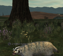 A timber badger