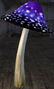 Mature purple mushroom (Visible)