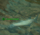 A frenzied dasher