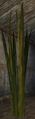 Swamp reed (Visible).jpg