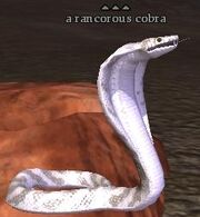 A rancorous cobra