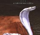 A rancorous cobra