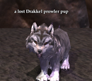 A lost Drakkel prowler pup