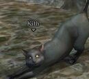 Kith
