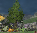 The Great Tree