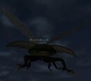 A skittish scarab