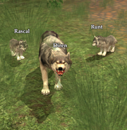 Diren Rascal and Runt